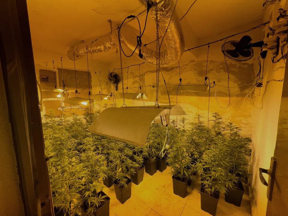 plantación de marihuana indoor