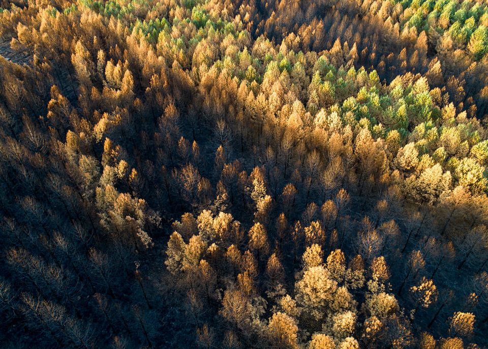 Pinar tras incendio forestal por cambio climático