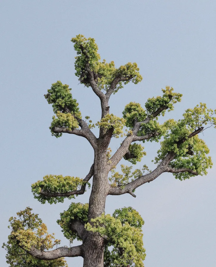 árbol verde